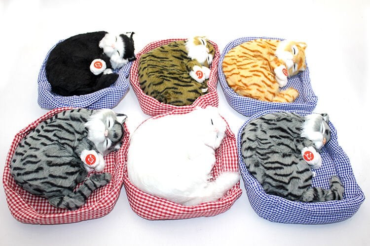 Yastıkda Uyuyan Horlayan Kedi Sesli